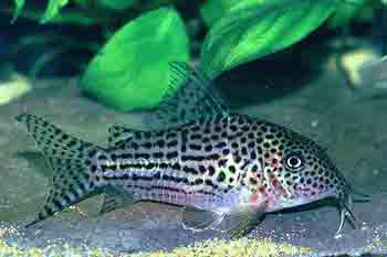 Corydoras maculifer